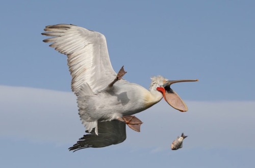 vet-trek:The 2016 finalists for the second annual Comedy Wildlife Photography Awards have been annou