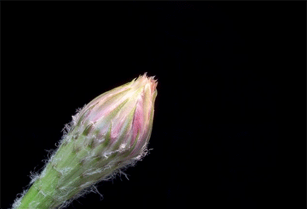 nevver:  Cactus Flower, Greg Krehel 