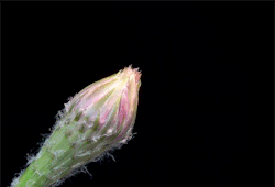 angelkarafilli:  Cactus flower 