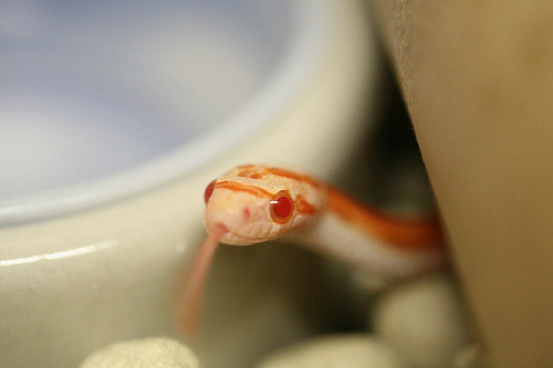 Porn photo roughrimjob:  Baby snakes appreciation post