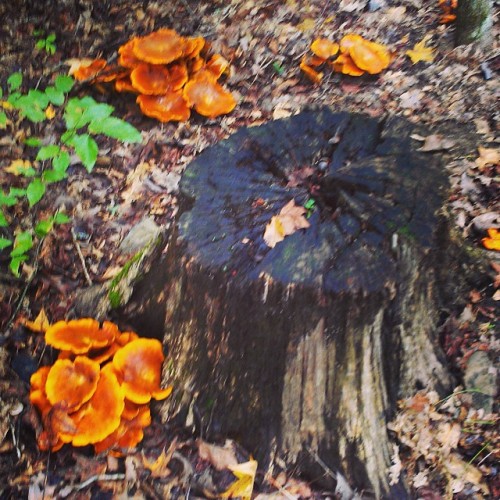 Colorful mushrooms: another sign of Fall. #riversedgecottages #fallbeauty (at Rivers Edge Cottages)