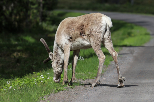 michaelnordeman:Reindeers/renar crossing a road at a very leisurely pace. Dalarna, Sweden.