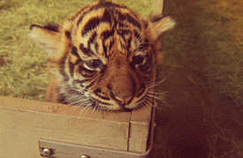 kurohippopotamus:sdzsafaripark:Teething Sumatran tiger cub *DIED*