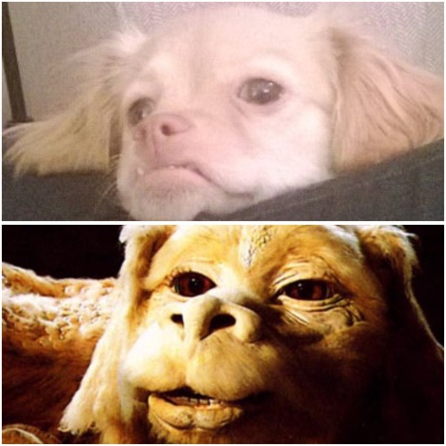 awwww-cute:  Forget Toothless. My dog looks like Falcor the Dragon from The Neverending Story