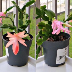 iontha:My deformed Christmas Cactus has finally started to bloom! It took two years to get this to flower, man. The first year, I removed a lot of its roots because of mealybugs; so it had to focus on growing them back. The second year, I separated it