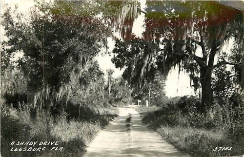 oldflorida:  A shady drive, Leesburg, FLA 