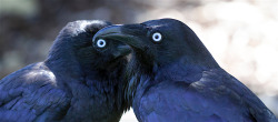 todaysbird:bastardous crow moodboard 