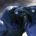 todaysbird:bastardous crow moodboard 