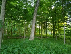 the-seedling-witch:  Forest near my house