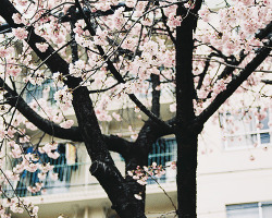 yuffii:  cherry blossom/spring (by miya810) 