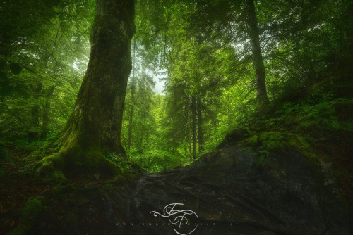 photos by Enrico Fossati | MY TUMBLR BLOG | The sexiest tree trunks on earth. Featuring Tyra Ba