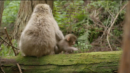 derrierebender:  thetrillestqueen:  trebled-negrita-princess:  fish-dinner-connoisseur:  monkeys are better parents than white people  “Get yo lil ass back here and siddown somewhere”  Momma ain’t even have to move or look side ways good