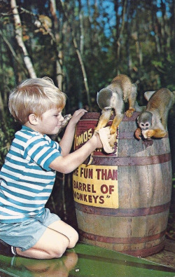 oldflorida:  &ldquo;More Fun Than A Barrel Full of Monkeys&rdquo; Homosassa Springs 