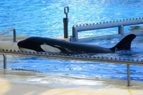 Gender: FemalePod: Norwegian P pod (?)Place of Capture: Wadden Sea, NetherlandsDate of Capture: