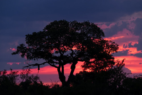 Sunset over Sabi Sands by timopfahl Every evening game drive we stopped for sundowners to watch the 