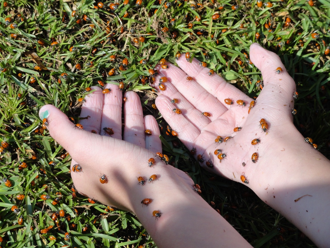 jewist:  dotartdude:  Release the Lady Bugs!    I love this omg