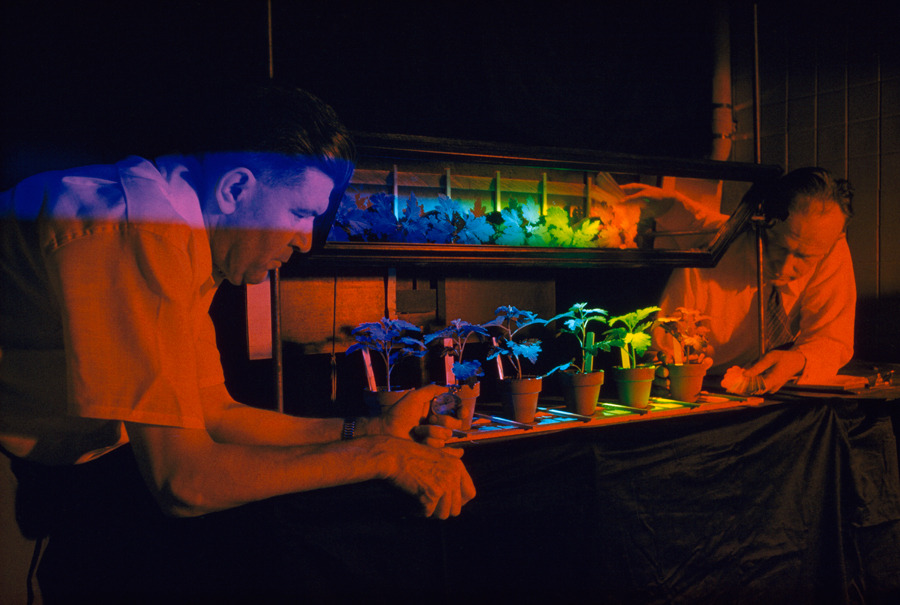 natgeofound:  Scientists study the effects of light on plant life cycles in Beltsville,