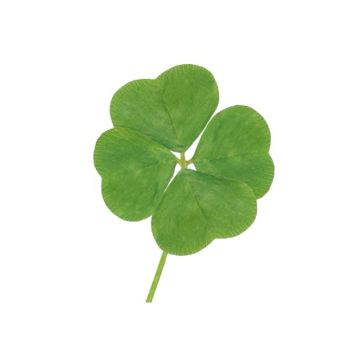 Clover 1