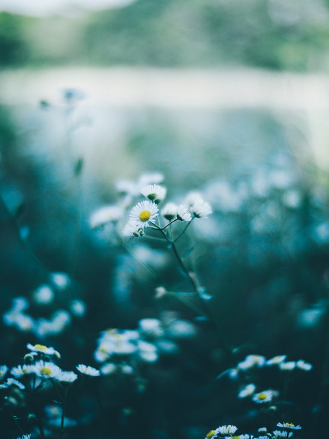 floralls:    by t*tomorrow    