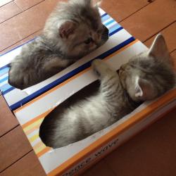 awwww-cute:  We fits!