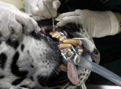 phototoartguy:  Vets clean the teeth of Tango,