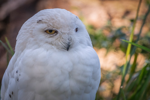 Snowy owl