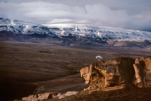 nubbsgalore:  photos by jim brandenburg, who spent three summers thirty years ago following a pack of arctic wolves on ellesmere island, near the north pole. the wolves, raised in the isolation of the high canadian arctic, had no instinctive fear of