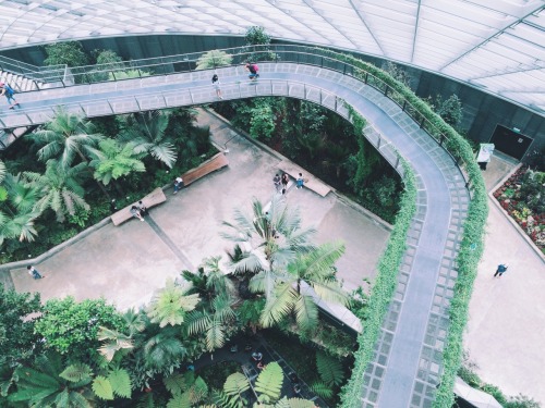 alext:  Cloud forest Singapore 