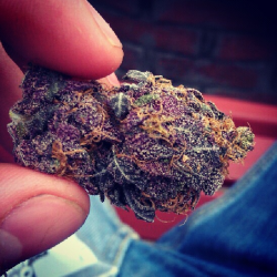 Purp!!!