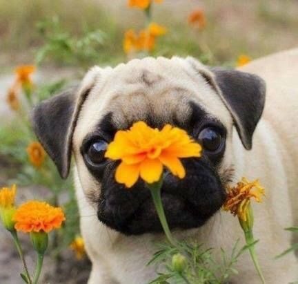 brookbooh:Dogs and flowers!! :D