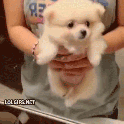 cute-overload:  &ldquo;Look at my little dance!&rdquo;http://cute-overload.tumblr.com
