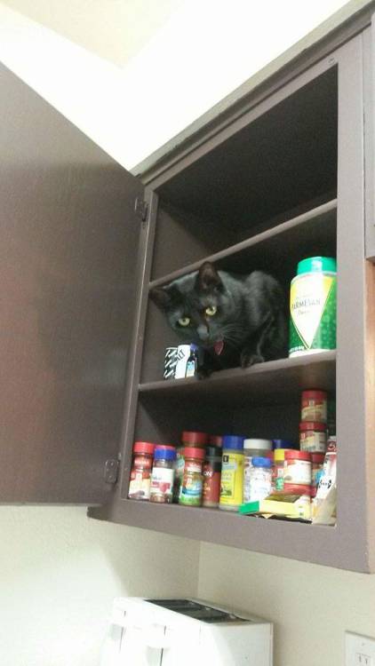 Meet Tibbers. He’s decided that he can be in the kitchen cabinets because it isn’t the counter top.