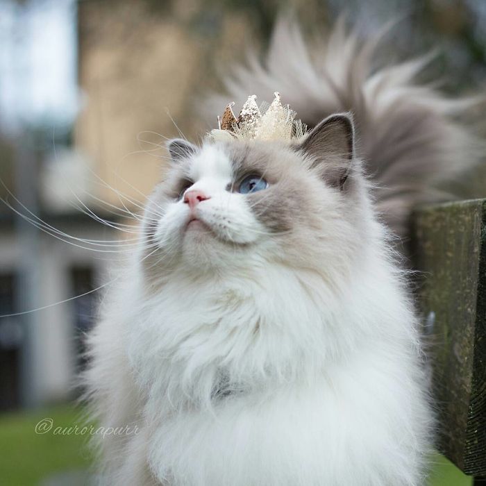 thatsthat24:  npr:  culturenlifestyle:  The Most Regal, Friendly and Fluffy Kitten