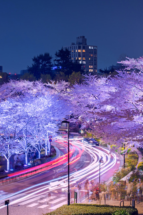 inefekt69:Roppongi Sakura Light-up - Tokyo, Japan