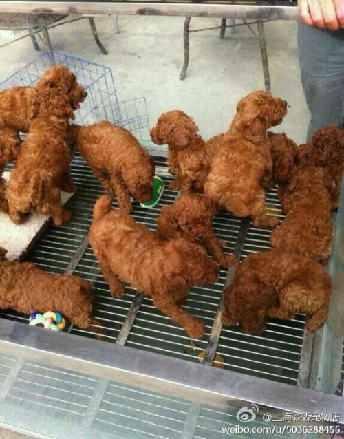 fatbodypolitics:  sugaredvenom:  thenowhereprince:  awwww-cute:  wait  did anyone else think those were all pieces of fried chicken or was that just me   Omg chicken dogs  I felt so bad because I saw them earlier and thought they were fried chicken too.