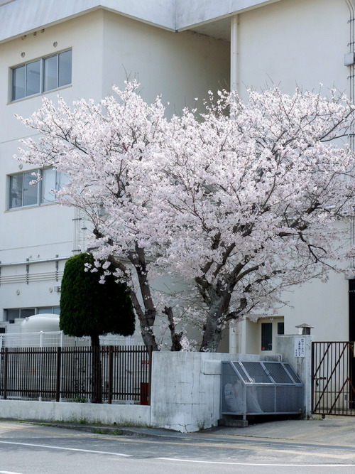 iwashilove: きのこの山。