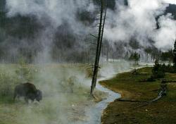 untrustyou:Thomas Höpker USA. 1995. Wyoming. Yellowstone Park. A bison grazing in geysir fumes.