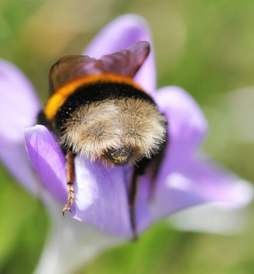 kamikaze-kumquat:simonalkenmayer:B U M B L E B O T T O M SI want to pet the Bumble Butts. I won’t be