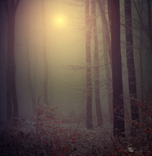 ishothestars:  Winter Mood by ildikoneer on Flickr.