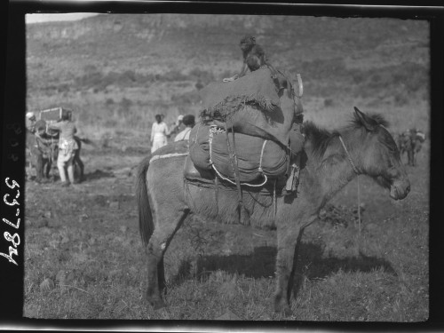  Mammal Monday, Dog Faced Baboon riding a donkey. © The Field Museum, CSZ55784, Photographer Wilfred