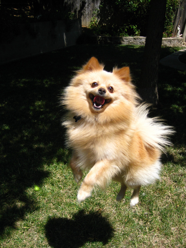 buzzfeed:  These dogs are just excited to be dogs.  