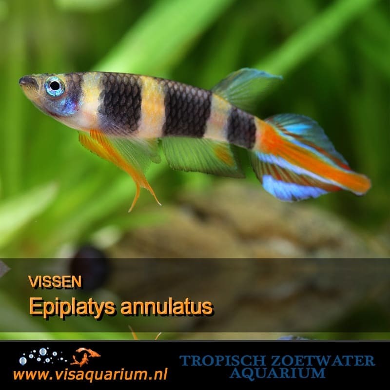 Aquarium vissen : Epiplatys annulatus
#aquarium #vissen #aquariums #aquariumvissen #visaquarium #aquaria 🐠