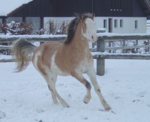 all-the-horses:  Apache du Peupé Noble Coeur x Muscade Freiberger, Gelding Born 2008  i like him