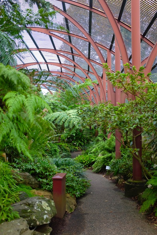 simone-cobley:Sydney Botanical Gardens