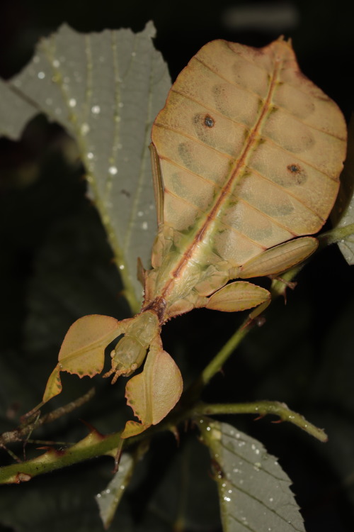 Phyllium letiranti “Tataba”