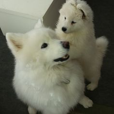 the-fluffington-post: Samoyed appreciation post because I couldn’t pick a favorite (sorry this was s