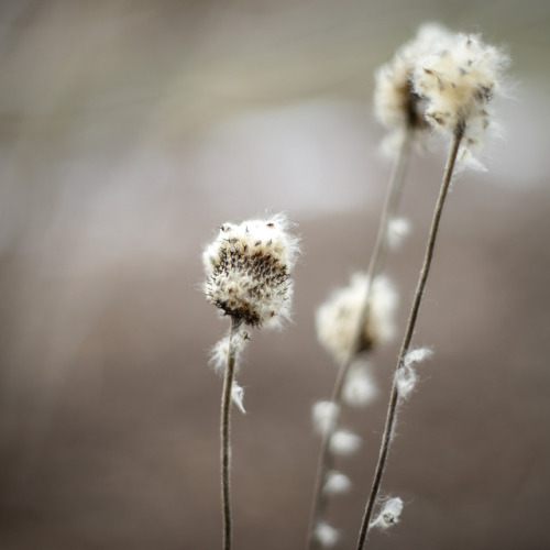 Fragments of summer’s remains in a well frozen landscape.   Winter 2018 proving to b