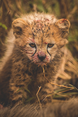 visualechoess:  Angry cub - by: majed ali