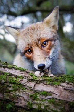 thacrazyanimal:  Fox