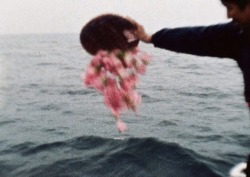 sixteen-saltens: Sea and flowers by Shimabuko (2013)